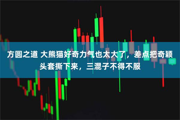 方圆之道 大熊猫好奇力气也太大了，差点把奇颖头套撕下来，三混子不得不服