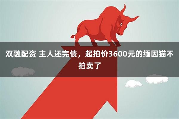 双融配资 主人还完债，起拍价3600元的缅因猫不拍卖了